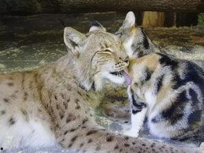 山猫大哥最新爆料内容,娱乐圈最新爆料大揭秘！